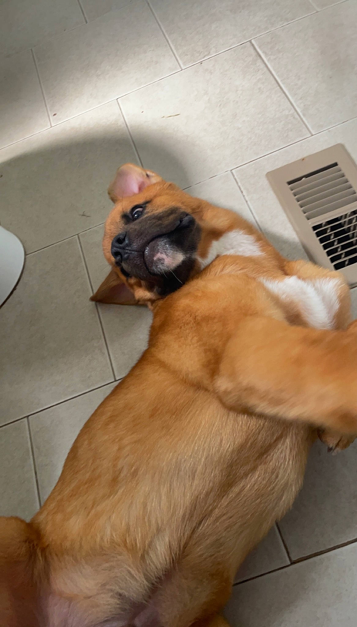 Wallowitz is registered to the contest to win money with this photo: carnivore, comfort, companion_dog, dog, dog_breed, dog_supply, fawn, floor, flooring, fur, hardwood, liver, paw, pet_supply, pug, snout, sporting_group, tail, toy_dog, working_animal