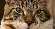 Tygroo a rejoint le concours — aidez-le/la à gagner de superbes lots ! animal, calm, cat, close_up, cute, detail, domestic_cat, ears, face, feline, fur, green_eyes, indoor, looking, pet, portrait, soft_background, tabby, whiskers, white_chest