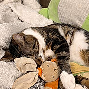 Tygroo a rejoint le concours — aidez-le/la à gagner de superbes lots ! animal, blanket, cat, comfort, cozy, cute, domestic_cat, fur, home, indoor, nap, pet, pillow, relaxing, resting, sleeping, soft, stuffed_animal, tabby, toy