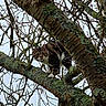 Tygroo a rejoint le concours — aidez-le/la à gagner de superbes lots ! animal, bare_branches, branch, cat, climbing, closeup, curious, daylight, fur, lichen, looking_down, moss, nature, outdoor, pet, sky, tabby_cat, tree, wildlife, wood