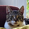 Tygroo a rejoint le concours — aidez-le/la à gagner de superbes lots ! animal, blanket, cat, close_up, cozy, cushion, domestic_animal, ears, feline, fur, green_eyes, indoor, natural_light, pet, portrait, relaxed, soft_texture, tabby_cat, whiskers, window