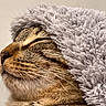 Krokmoo participe au concours pour gagner de l'argent avec cette photo : animal, blanket, cat, closed_eyes, closeup, cozy, cute, domestic_cat, fluffy, fur, gray, indoors, pet, profile, relaxing, sleepy, soft, tabby, warm, whiskers