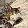 Krokmoo participe au concours pour gagner de l'argent avec cette photo : animal, blanket, bunny, cat, closeup, comfort, cozy, cute, fur, home, indoor, nap, pet, plush_toy, relaxed, resting, sleepy, snuggle, soft, tabby