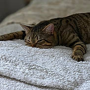 Krokmoo participe au concours pour gagner de l'argent avec cette photo : animal, bed, cat, comfort, cozy, domestic, feline, fur, indoor, mammal, pet, quiet, relaxed, resting, sleep, sleeping, soft, striped, tabby_cat, towel