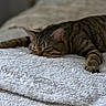 animal, bed, cat, comfort, cozy, domestic, feline, fur, indoor, mammal, pet, quiet, relaxed, resting, sleep, sleeping, soft, striped, tabby_cat, towel