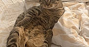 Krokmoo participe au concours pour gagner de l'argent avec cette photo : animal, bed, blanket, cat, comfort, cozy, cute, domestic, ears, feline, fur, indoor, pet, relaxed, resting, soft, striped, tabby, tail, whiskers