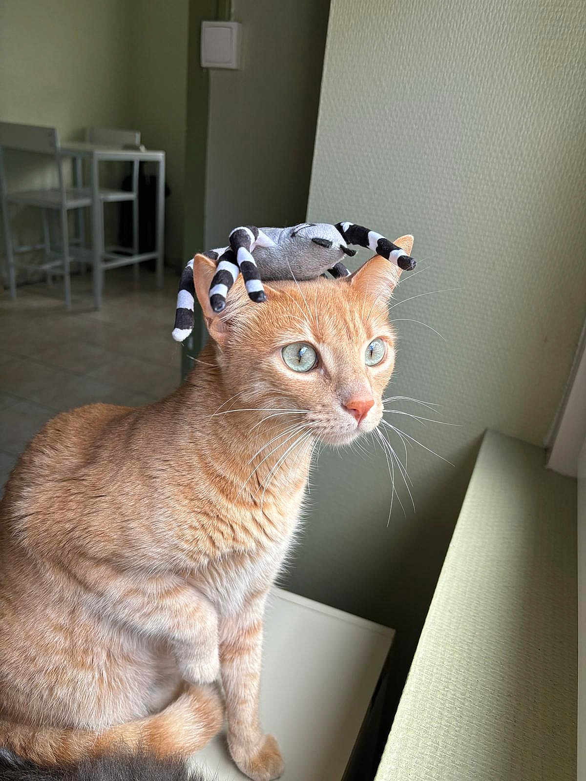 Mimi participe au concours pour gagner de l'argent avec cette photo : cat, orange_tabby, plush_spider, indoor, window_light, blue_eyes, pet, feline, whiskers, fur, table, chair, floor, curiosity, closeup, domestic_animal, cute, animal_portrait, still_life, soft_light