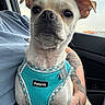 Charlie is registered to the contest to win money with this photo: black_nose, brown_ears, car, close_up, cute, daylight, dog, harness, indoors, passenger, pet, portrait, puppy, sitting, small_dog, tattooed_arm, turquoise, vehicle, white_fur, wide_eyes