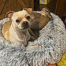 Charlie joined the competition — help win amazing prizes! animal_friends, animal_pair, black_nose, brown_and_white, cozy, cuddling, cute, dog, duck, feathers, fluffy_bed, fur, indoors, pet, portrait, puppy, relaxed, text_overlay, waterfowl, wide_eyes