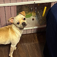 Charlie joined the competition — help win amazing prizes! animal, bathroom, dark_clothing, dog, faucet, funny_pose, head_tilt, indoor, looking_at_camera, mirror, person, pet, portrait, sink, small_dog, standing, tan_coat, wall_panels, wood_floor, wrinkled_dog