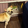 animal, bathroom, dark_clothing, dog, faucet, funny_pose, head_tilt, indoor, looking_at_camera, mirror, person, pet, portrait, sink, small_dog, standing, tan_coat, wall_panels, wood_floor, wrinkled_dog