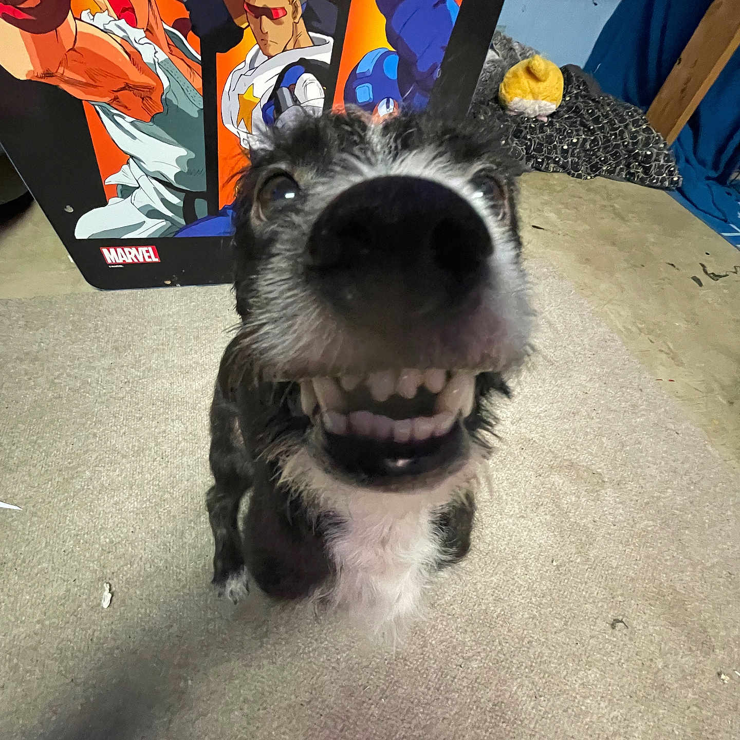 Jerry is registered to the contest to win money with this photo: adult, animal, architecture, building, canine, dog, face, female, head, hound, indoors, outdoors, person, pet, photography, portrait, puppy, shelter, terrier, woman