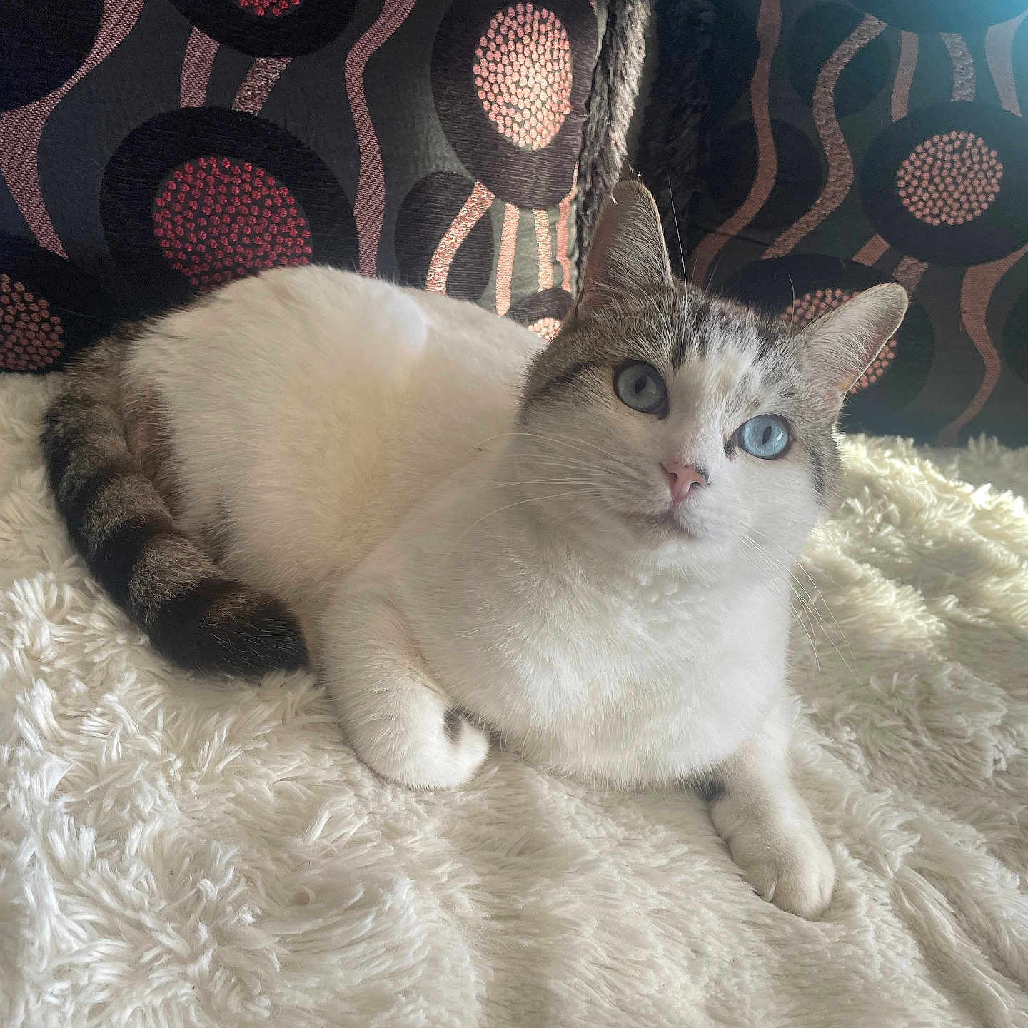 Bebeww a rejoint le concours — aidez-le/la à gagner de superbes lots ! animal, blanket, blue_eyes, cat, couch, cozy, ears, feline, fluffy, indoor, natural_light, patterned, paws, pet, portrait, relaxed, soft_texture, tabby_tail, whiskers, white_fur