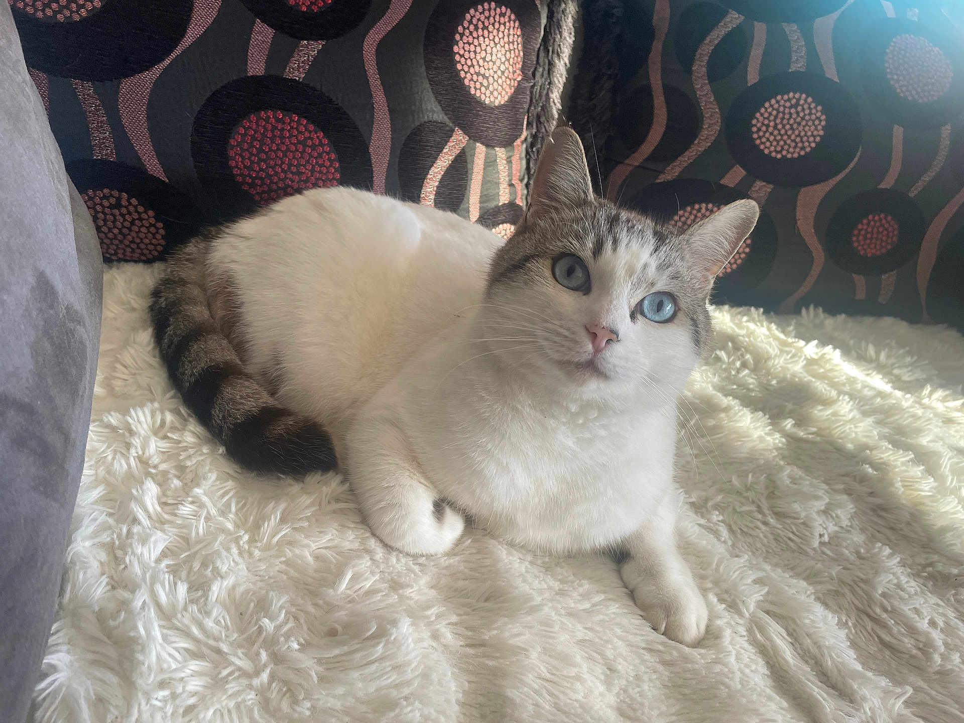 Bebeww a rejoint le concours — aidez-le/la à gagner de superbes lots ! animal, blanket, blue_eyes, cat, couch, cozy, ears, feline, fluffy, indoor, natural_light, patterned, paws, pet, portrait, relaxed, soft_texture, tabby_tail, whiskers, white_fur