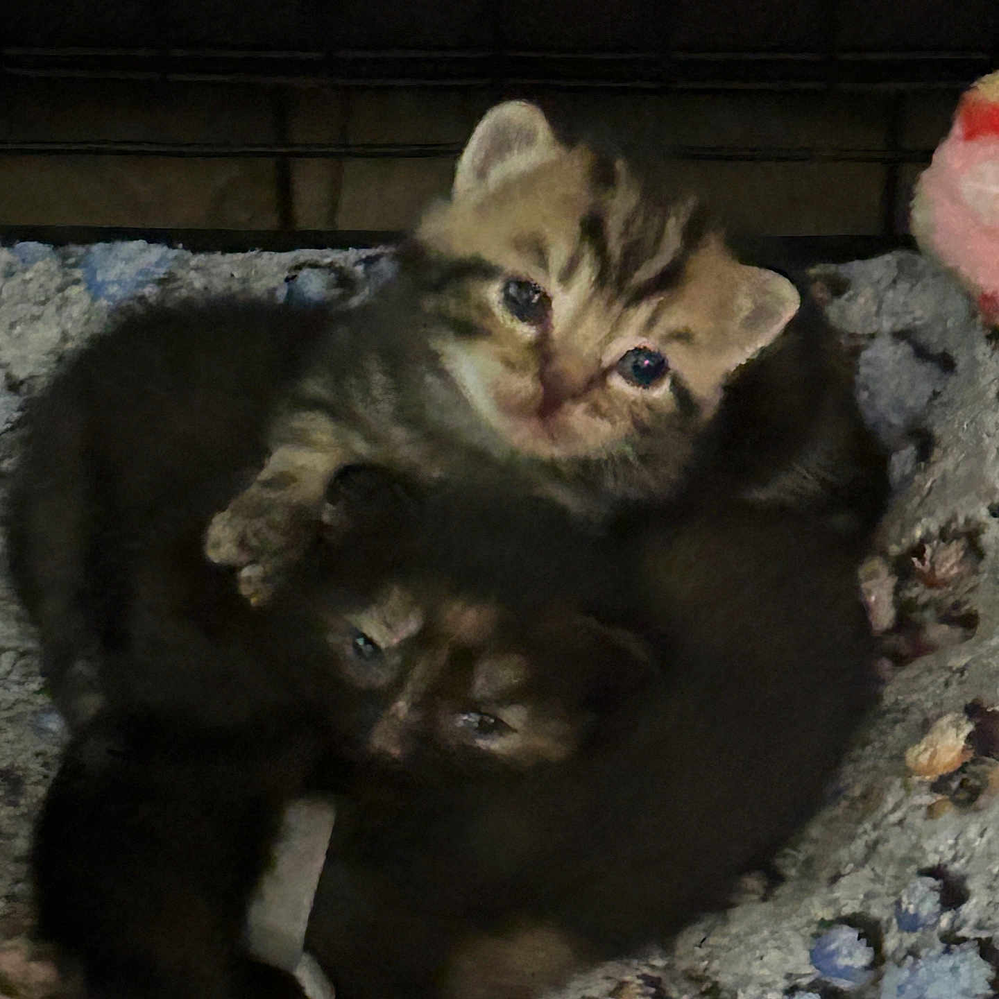 Kittens