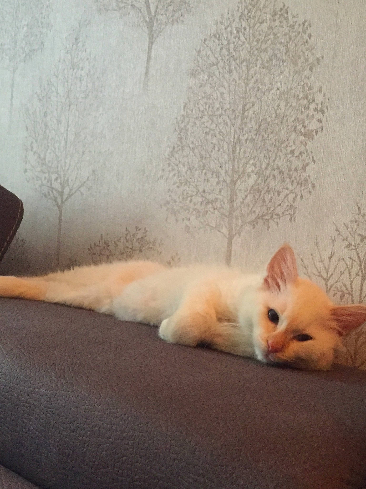 César a rejoint le concours — aidez-le/la à gagner de superbes lots ! carnivore, cat, colorpoint_shorthair, fawn, felidae, fur, kitten, nap, paw, persian, ragdoll, skin, small_to_medium_sized_cats, tail, turkish_angora, turkish_van, whiskers