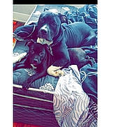 Majik N Onyx is registered to the contest to win money with this photo: dog, black_dog, puppy, mattress, blanket, indoor, floor, wood_floor, bedroom, resting, animal, pet, canine, two_dogs, looking_at_camera, furniture, cozy, domestic, companions, chain_collar