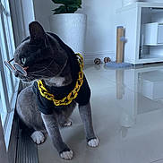Misooo joined the competition — help win amazing prizes! cat, gray_cat, hoodie, gold_chain, sunglasses, indoor, window, tile_floor, plant, scratching_post, modern_room, reflection, pet, fashion, accessory, contemplative, sitting, white_paws, feline, cool