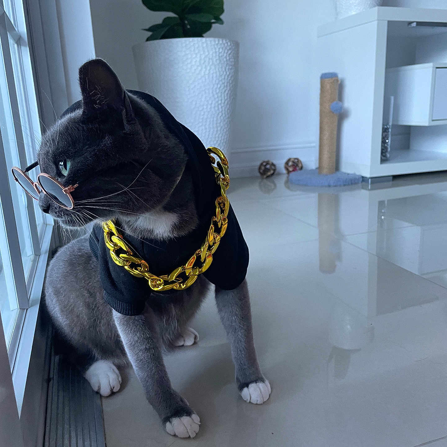 Misooo joined the competition — help win amazing prizes! accessory, cat, contemplative, cool, fashion, feline, gold_chain, gray_cat, hoodie, indoor, modern_room, pet, plant, reflection, scratching_post, sitting, sunglasses, tile_floor, white_paws, window