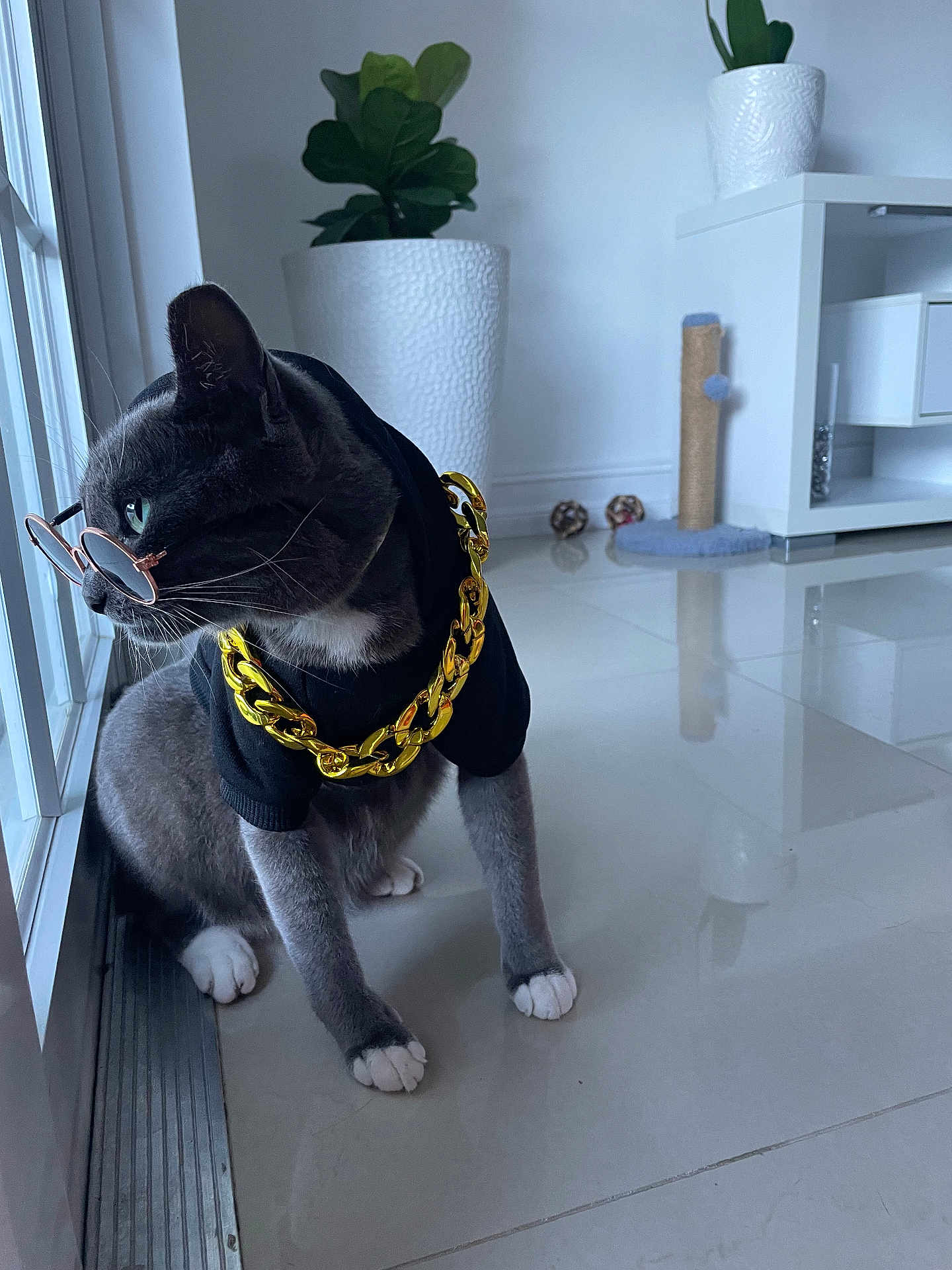 Misooo joined the competition — help win amazing prizes! cat, gray_cat, hoodie, gold_chain, sunglasses, indoor, window, tile_floor, plant, scratching_post, modern_room, reflection, pet, fashion, accessory, contemplative, sitting, white_paws, feline, cool