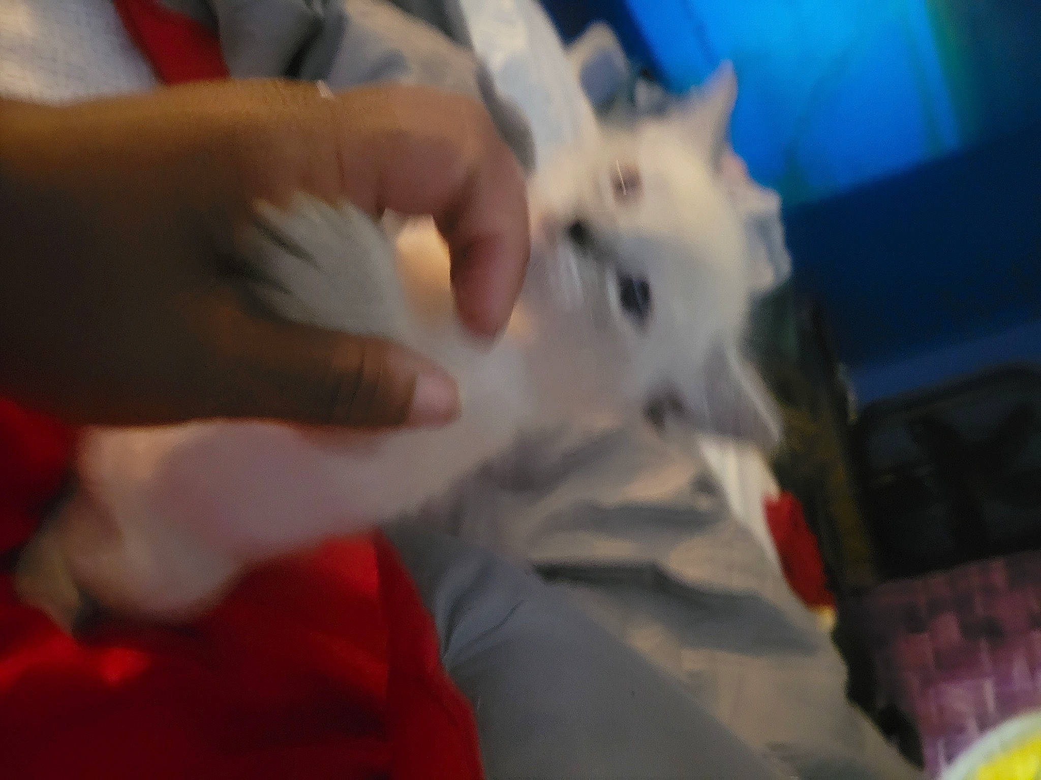 Kimbo joined the competition — help win amazing prizes! canidae, child, companion_dog, dog_breed, electric_blue, event, felidae, finger, fun, fur, gesture, nail, small_to_medium_sized_cats, thumb, whiskers, wrist