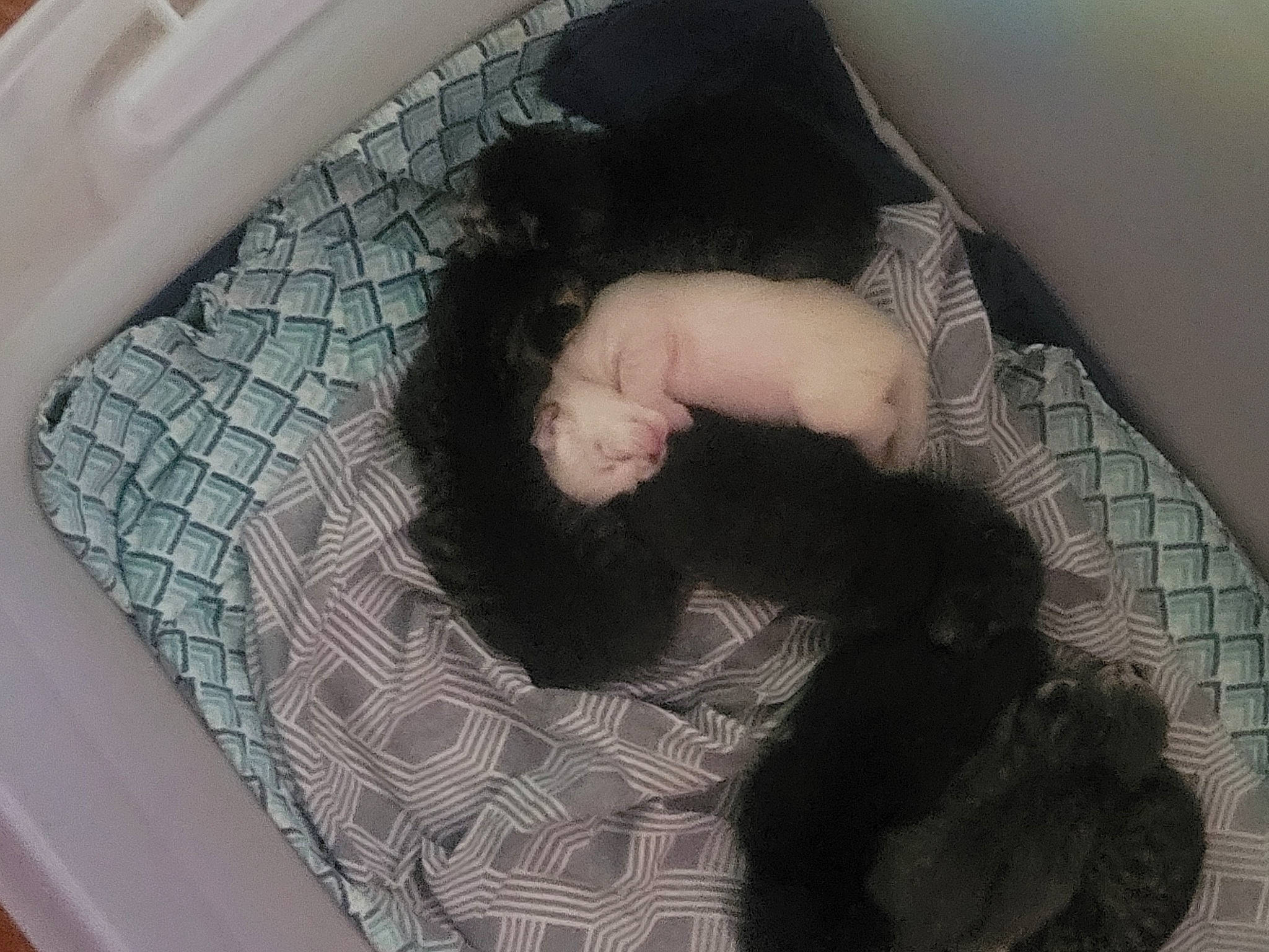 Kimbo joined the competition — help win amazing prizes! black_hair, child, circle, comfort, companion_dog, felidae, fun, fur, hairstyle, human_leg, linens, long_hair, nap, pattern, room, sitting, small_to_medium_sized_cats, tail, textile, tints_and_shades