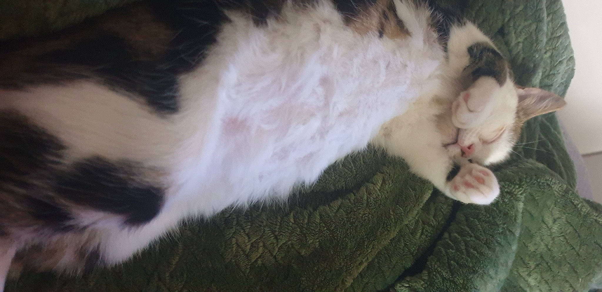 Chance a rejoint le concours — aidez-le/la à gagner de superbes lots ! carnivore, cat, claw, comfort, domestic_short_haired_cat, ear, fawn, felidae, foot, fur, grass, nap, paw, plant, small_to_medium_sized_cats, snout, tail, terrestrial_animal, tree, whiskers