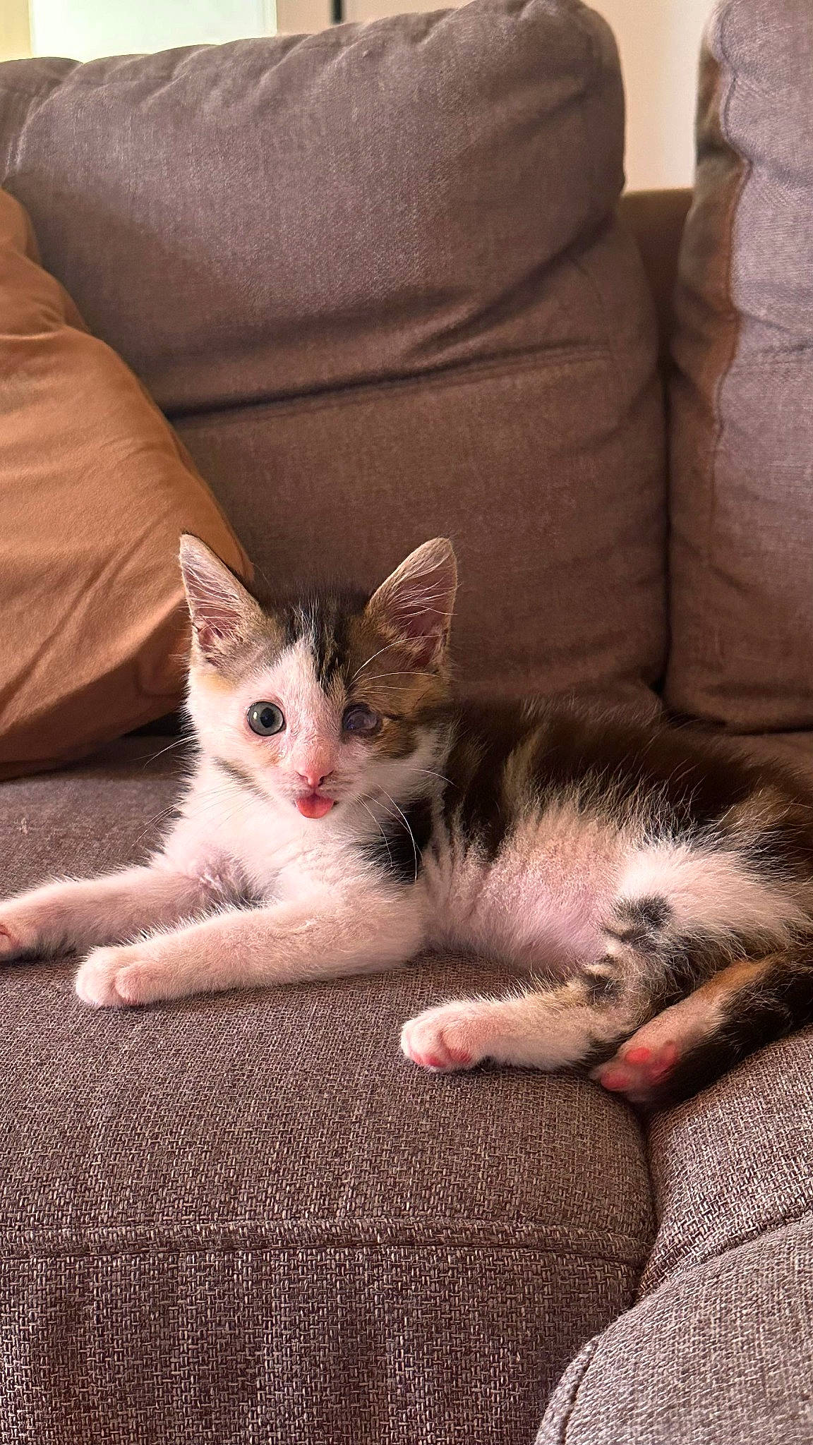 Chance a rejoint le concours — aidez-le/la à gagner de superbes lots ! carnivore, cat, comfort, couch, domestic_short_haired_cat, door, fawn, felidae, flooring, foot, fur, grey, human_leg, linens, paw, small_to_medium_sized_cats, snout, tail, whiskers, wood