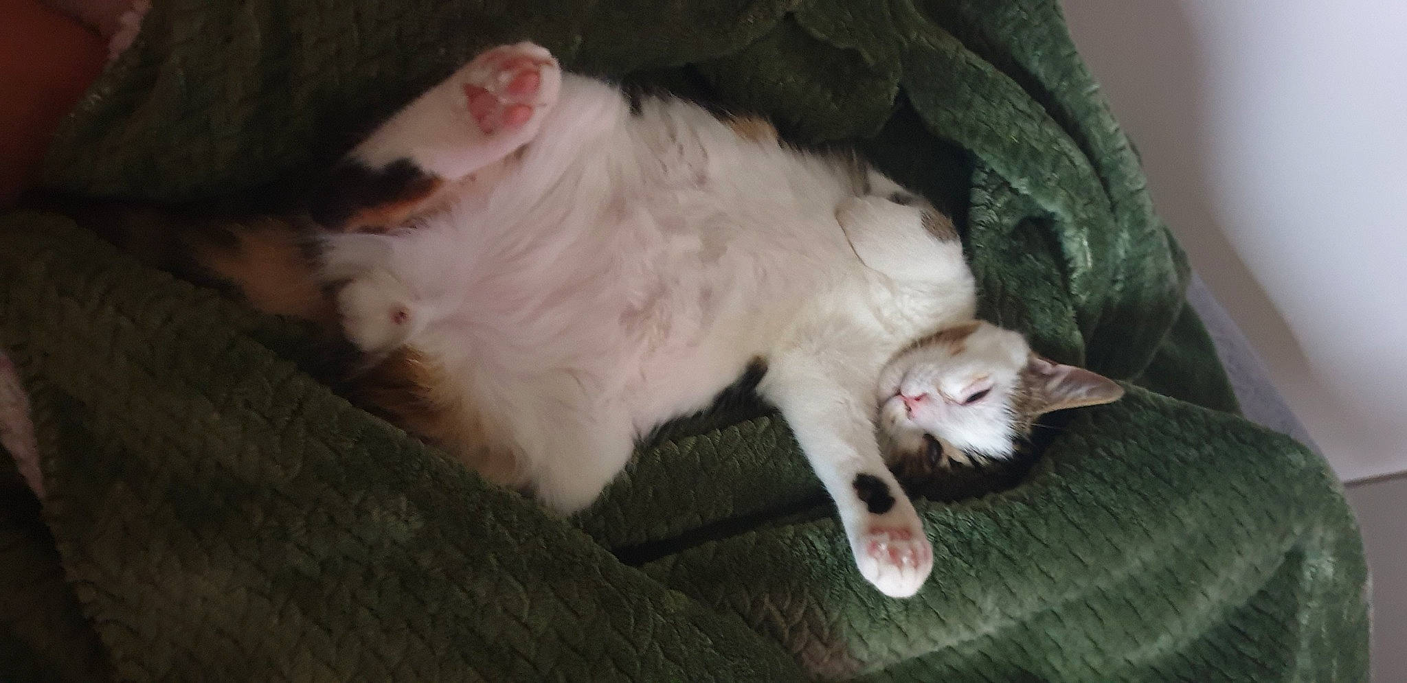 Chance participe au concours pour gagner de l'argent avec cette photo : carnivore, cat, claw, comfort, domestic_short_haired_cat, ear, fang, fawn, felidae, fur, paw, small_to_medium_sized_cats, snout, tail, whiskers