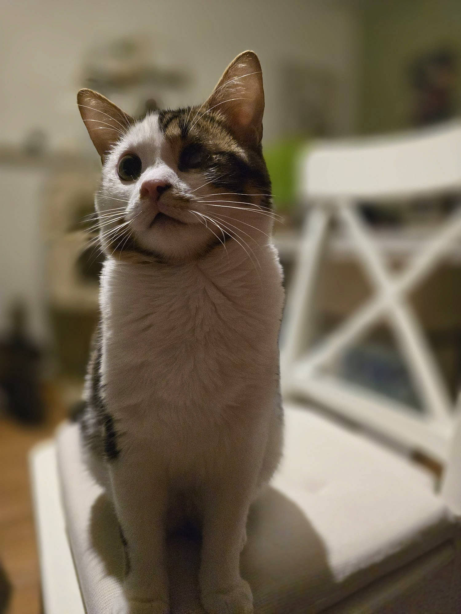 Chance participe au concours pour gagner de l'argent avec cette photo : carnivore, cat, collar, domestic_short_haired_cat, felidae, fur, monochrome_photography, paw, small_to_medium_sized_cats, snout, tail, terrestrial_animal, whiskers