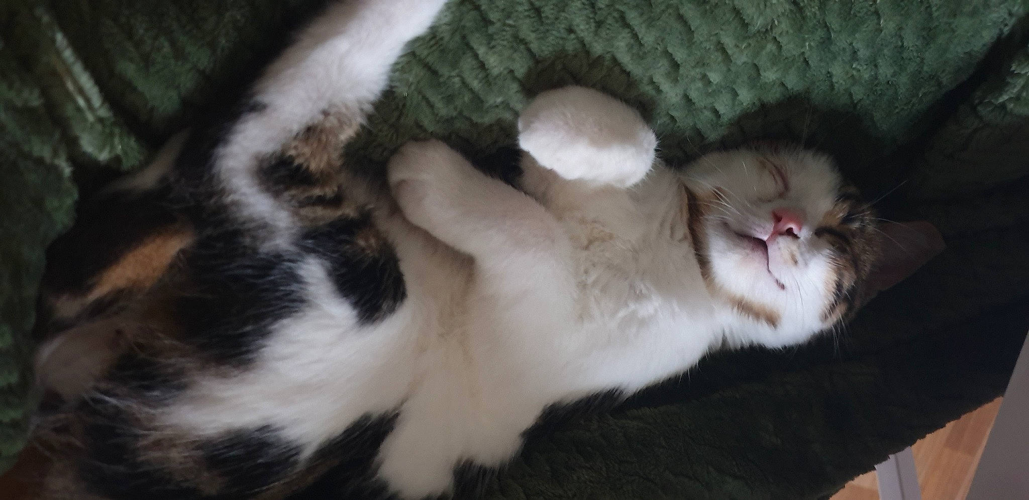 Chance a rejoint le concours — aidez-le/la à gagner de superbes lots ! carnivore, cat, cat_bed, cat_supply, claw, comfort, domestic_short_haired_cat, fawn, felidae, fur, nap, paw, sleep, small_to_medium_sized_cats, snout, tail, terrestrial_animal, vertebrate, whiskers