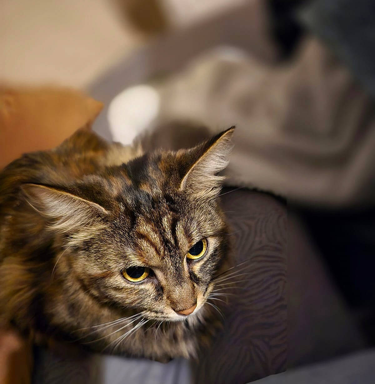 Bella a rejoint le concours — aidez-le/la à gagner de superbes lots ! carnivore, cat, close_up, domestic_short_haired_cat, door, ear, felidae, fur, small_to_medium_sized_cats, snout, terrestrial_animal, whiskers, wildlife