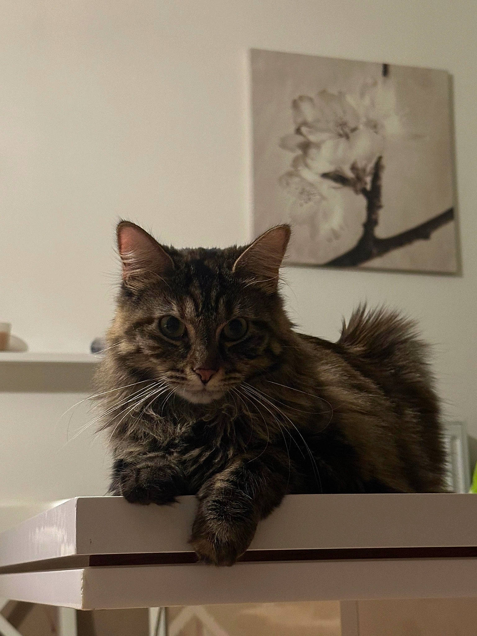 Bella participe au concours pour gagner de l'argent avec cette photo : box, cardboard, carnivore, cat, claw, domestic_short_haired_cat, felidae, fur, grey, mammal, paw, room, sitting, small_to_medium_sized_cats, table, tail, whiskers, window