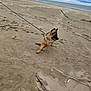 dog, beach, sand, leash, cloudy_sky, driftwood, outdoor, animal, pet, nature, canine, walking, playful, shore, water, coast, fur, ears, tongue, expression