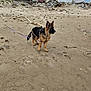 Baïko participe au concours pour gagner de l'argent avec cette photo : dog, puppy, german_shepherd, beach, sand, leash, driftwood, paw_prints, cloudy_sky, building, outdoor, animal, pet, nature, young_dog, walking, canine, fur, ears, alert