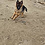 Baïko a rejoint le concours — aidez-le/la à gagner de superbes lots ! dog, puppy, german_shepherd, sand, beach, outdoor, animal, pet, playful, ears_up, curious, footprints, natural, young_dog, canine, fur, four_legs, tail, brown, black