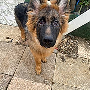 Baïko participe au concours pour gagner de l'argent avec cette photo : dog, puppy, german_shepherd, pet, animal, outdoor, garden, plant, ear, fur, canine, looking_up, tile_floor, young, adorable, brown, black, cute, portrait, curious
