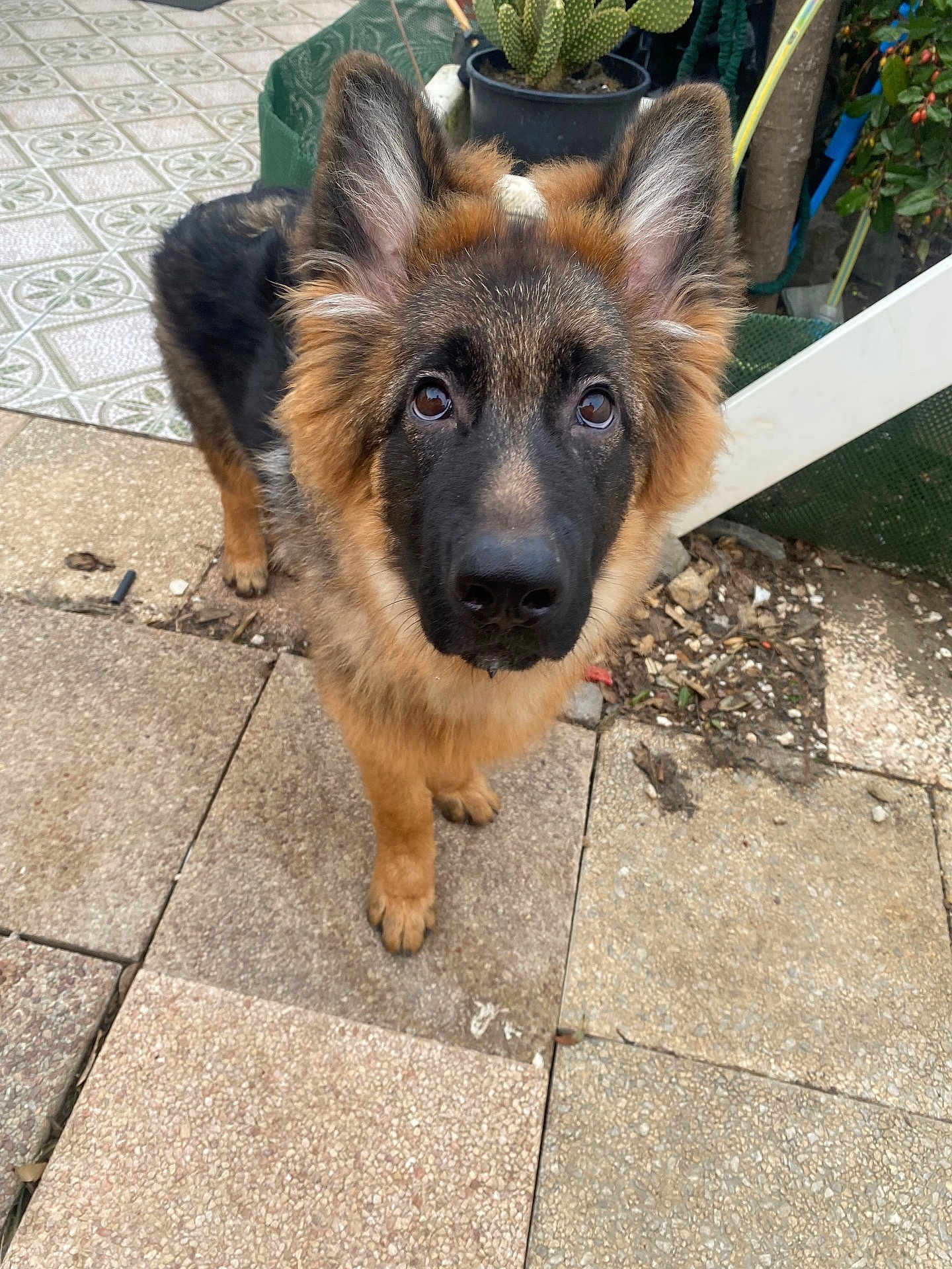 Baïko participe au concours pour gagner de l'argent avec cette photo : dog, puppy, german_shepherd, pet, animal, outdoor, garden, plant, ear, fur, canine, looking_up, tile_floor, young, adorable, brown, black, cute, portrait, curious