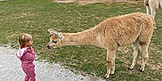 Elly May is registered to the contest to win money with this photo: child, toddler, llama, animal, petting_zoo, grass, fence, outdoor, curious, park, person, footpath, nature, daytime, clothing, shoes, trees, interaction, mammal, sky