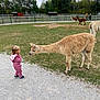 child, toddler, llama, animal, petting_zoo, grass, fence, outdoor, curious, park, person, footpath, nature, daytime, clothing, shoes, trees, interaction, mammal, sky