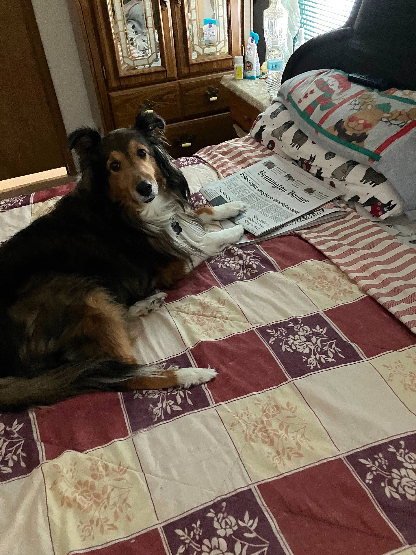 Winnie is registered to the contest to win money with this photo: animal, bed, bedroom, blanket, cabinet, canine, couch, dog, furniture, homedecor, indoors, interiordesign, linen, person, pet, puppy, quilt, room, text, wood