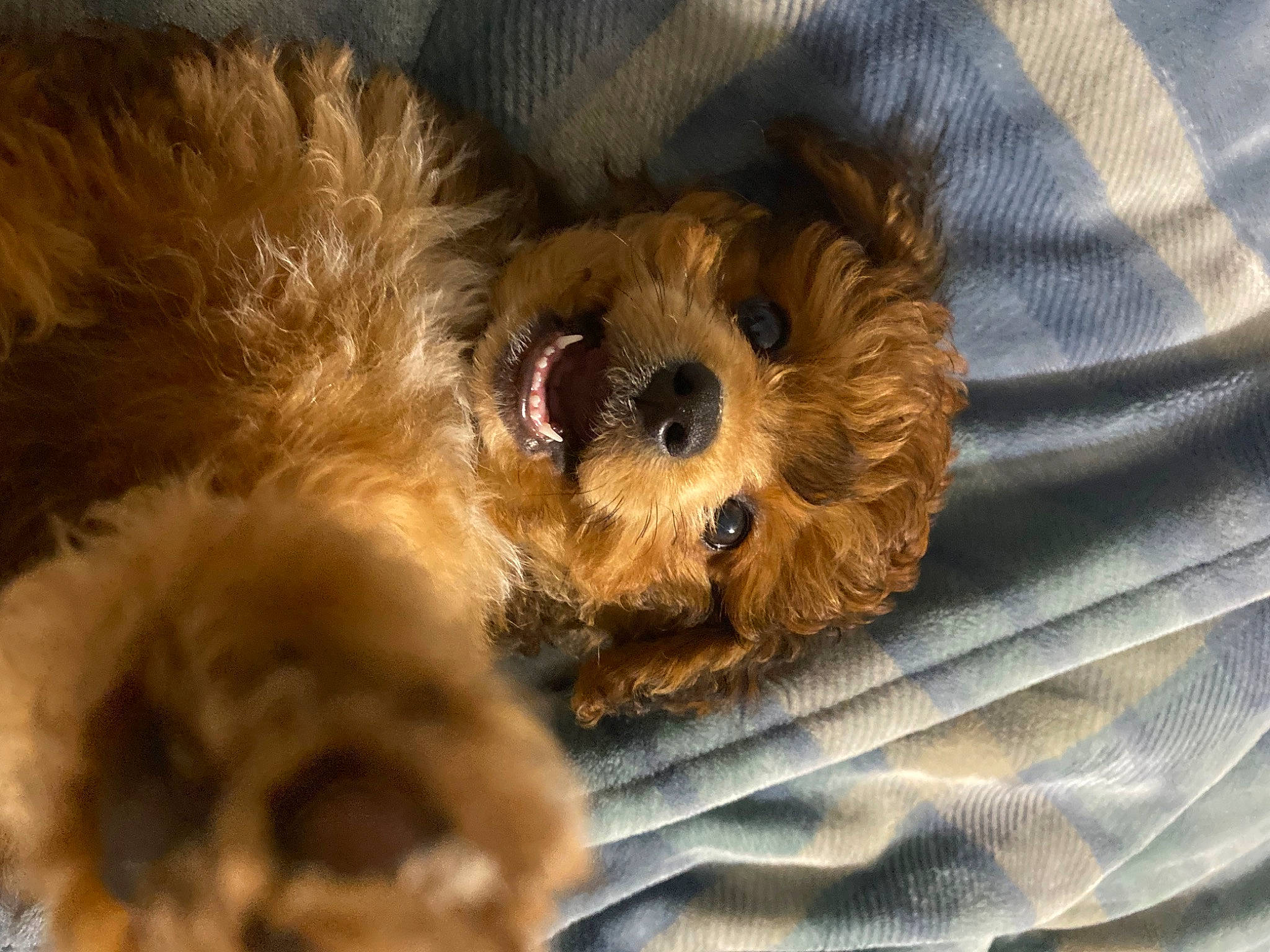 Harlie is registered to the contest to win money with this photo: canidae, carnivore, comfort, companion_dog, dog, dog_breed, dog_supply, fawn, fur, maltepoo, non_sporting_group, small_terrier, snout, sporting_group, stuffed_toy, terrestrial_animal, terrier, toy, toy_dog, working_animal