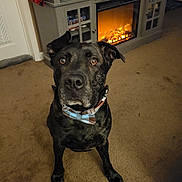 Coach joined the competition — help win amazing prizes! animal, black_dog, bow_tie, brown_carpet, canine, carpet, collar, cozy, cute, dog, ears, electric_fireplace, eyes, fireplace, furniture, home, indoors, living_room, pet, snout