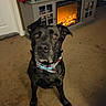 animal, black_dog, bow_tie, brown_carpet, canine, carpet, collar, cozy, cute, dog, ears, electric_fireplace, eyes, fireplace, furniture, home, indoors, living_room, pet, snout