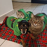 Nuage a rejoint le concours — aidez-le/la à gagner de superbes lots ! cat, dog, green_hoodie, plaid_blanket, indoor, floor_tiles, pet, costume, holiday, festive, animal, cute, furry, three_animals, looking_at_camera, relaxed, domestic, companion, cozy, kitchen
