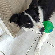 Vicky a rejoint le concours — aidez-le/la à gagner de superbes lots ! dog, black_and_white, toy, green_ball, floor, tile, pet, indoor, playful, curious, animal, canine, paw, fur, looking_up, wood_furniture, closeup, domestic, companion, chewing