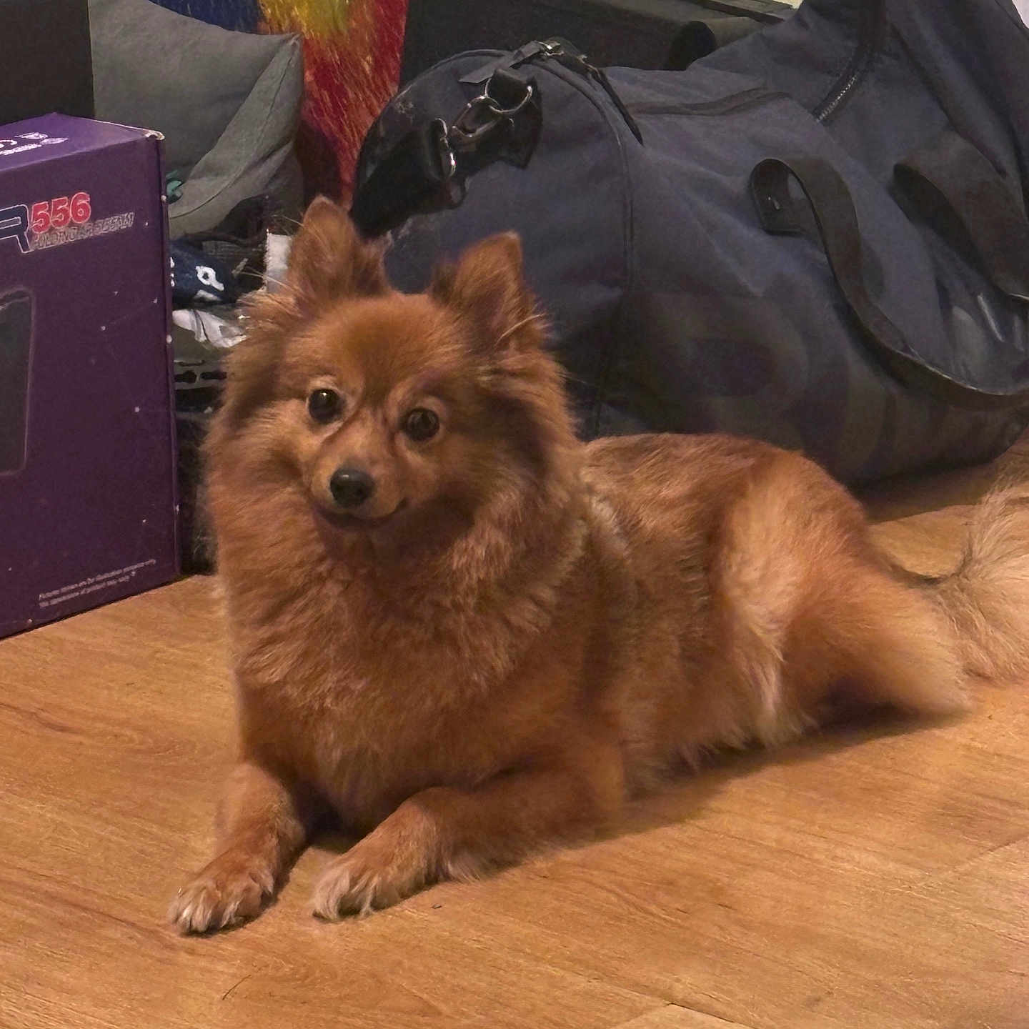 Safy a rejoint le concours — aidez-le/la à gagner de superbes lots ! animal, bag, box, brown, canine, companion, cute, dog, domestic, ears, floor, fluffy, fur, indoor, looking, painting, pet, relaxed, tail, wooden_floor