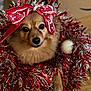 dog, tinsel, red_bow, christmas, holiday, ornament, wooden_floor, decorations, cute, fluffy, pet, festive, closeup, indoors, brown_fur, animal, christmas_wreath, holiday_spirit, adorable, celebration