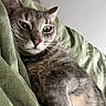 cat, gray_cat, feline, pet, animal, close_up, portrait, green_bedding, blanket, cozy, lounging, lying_down, whiskers, ears, eyes, nose, fur, paw, indoors, bedroom