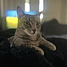 Leo is registered to the contest to win money with this photo: cat, tabby, gray_cat, animal, pet, feline, portrait, close_up, whiskers, ears, eyes, nose, fur, lying_down, blanket, indoor, home, couch, sunlight, relaxed